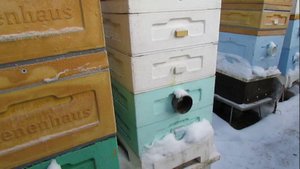 зимовка пчел на воле - делю гнездовые рамки на 2 части и зимую на узковысоком гнезде