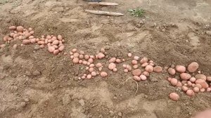 Урожай картофеля из миниклубней Сорт Аляска