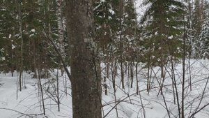 Русская гончая Побудка (Стрелка) (9 месяцев). Охота на зайца