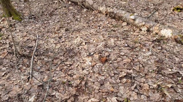 Первые строчки гигантские в МАРТЕ 2020 ! Грибы в Подмосковье ! Грибы 2020 ! смотреть онлайн