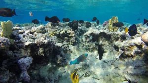 Бухта Рас Ум Эль Сид отель Reef Oasis Beach Resort ноябрь 2017, Хадаба, Шарм-эль-Шейх, Египет