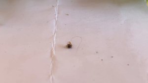 Желтеет туя, сохнет хвоя на можжевельнике... Осмотр хвойных в саду. Чем обработать?