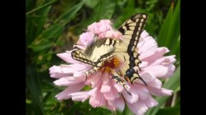 А. А. Фет "Бабочка"