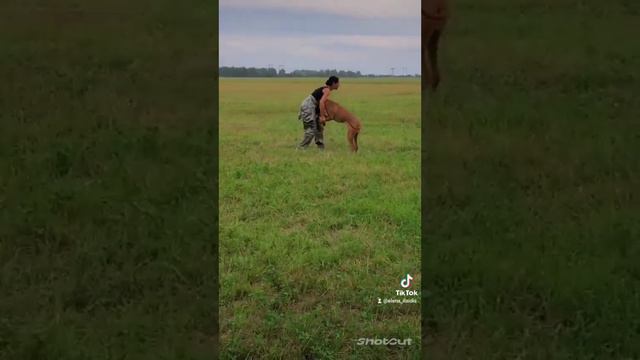 #родезийский риджбек#лето смотреть онлайн