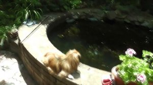 ПРУД ИЗ КОЛЬЦА  строительного!