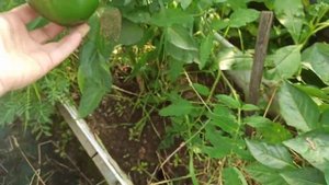 убираю урожай лука эксибишен и стурон. 29 августа