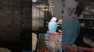 Волнистый попугай Кеша. Дрессировка попугая