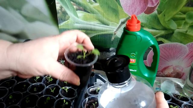 Лучшая подкормка петунии смотреть онлайн