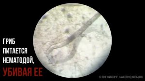 Нематода ? Не проблема!