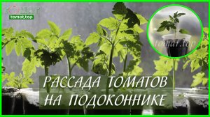 Рассада томатов на подоконнике в квартире и без подсветки! Стоит ли выращивать?