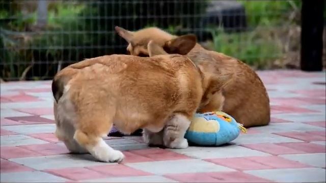 щенки вельш корги пемброк 3 месяца 22032020 смотреть онлайн