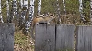 БУРУНДУК хозяин огорода