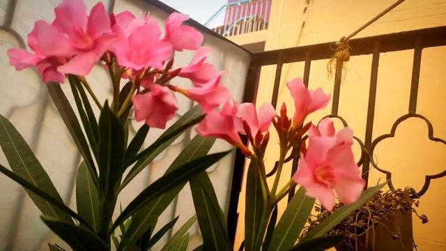 Oleander, best summer bloomer!! смотреть онлайн
