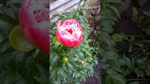 Пион Корал шарм (Coral charm)
