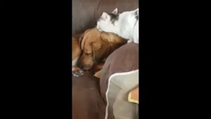 Кот-массажер лижет собаку под комментарии из телевизора . Прикол