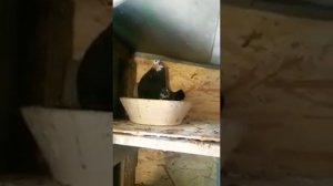 Николаевские голуби! Донецкая область!