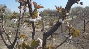 Черешня Талисман Prunus avium #Черешня #Талисман  #ягода  Prunus avium