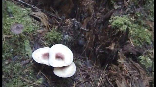 Грибы рядовки красно-желтые аномальные. Рядовки красные.