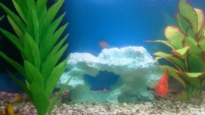 Мой аквариум цихлидник 200 литров