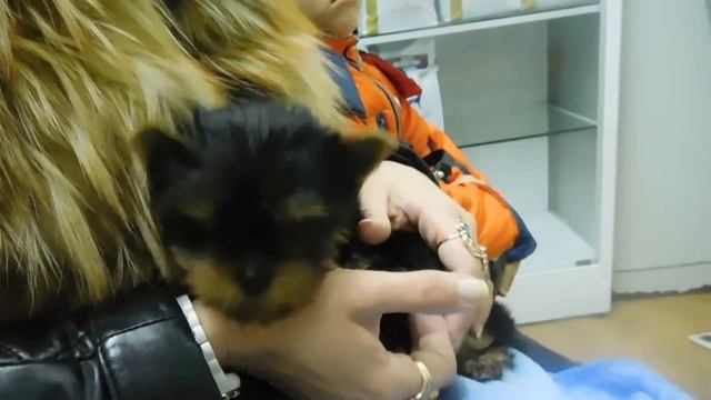 Поход к ветеринару. смотреть онлайн