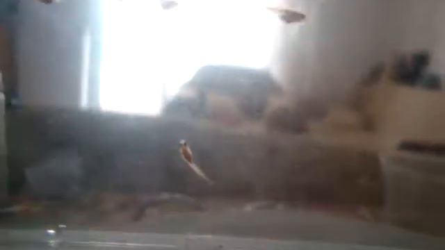 мальки чёрного неона часть 6 смотреть онлайн