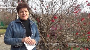 Беспроигрышные однолетние цветы цветущие все лето и осень для любого региона