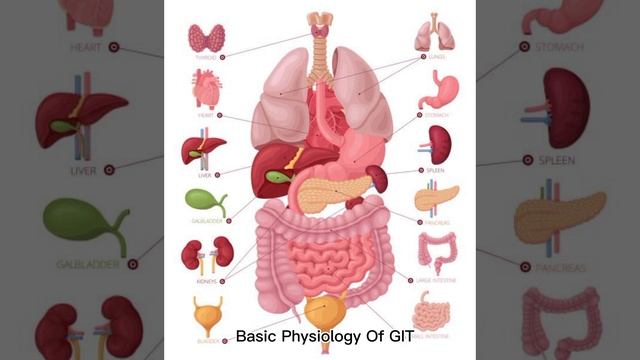 Basic Function of Cheif cells On GIT, how, PPI and other H2 antagonist Work,,,, By Dr Wazeer Baloch смотреть онлайн