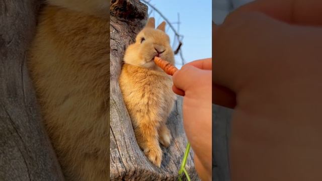 Маленький зайчик: самые милые моменты