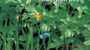 Петрушка обыкновенная Итальянский гигант листовая ? обзор: как сажать, семена петрушки