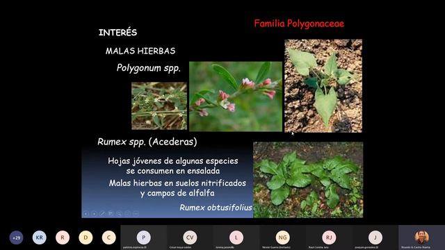 Aula Virtual Biología Vegetal I-2021 Sesión 8 10-07-2021 Parte 2 смотреть онлайн
