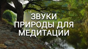 Пение птиц и звуки природы для медитации и релакса