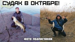 Новые секреты ловли судака в октябре! Как на что и где ловить судака осенью в октябре?
