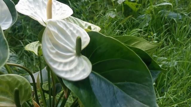 Цветы Вместе - Антуриум Адиос Вайт Anthurium Adios White 17/75