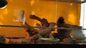 Наш опыт содержания и разведения БОРОДАТЫХ АГАМ