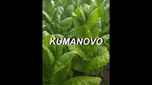 СОРТ ТАБАКА KUMANOVO ( КУМАНОВО )