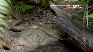 Австралия??. Тайны дикой природы Австралии ??. Невероятная планета ? Земля