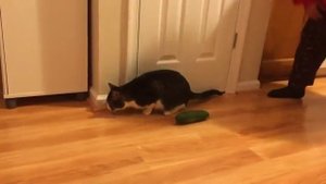 Почему коты боятся КАБАЧКОВ и ОГУРЦОВ ?