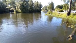 Река Кобринка. Гатчинский район Ленинградская обл.