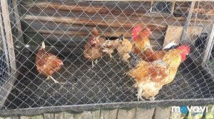 Гуси Гуси га га га на счастливой ферме