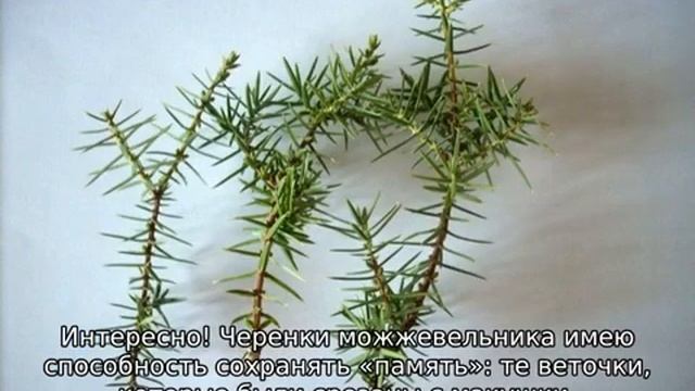 Черенкование можжевельника летом и осенью