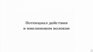 3.1 Параметры нервной системы. Потенциал действия в миелиновом волокне
