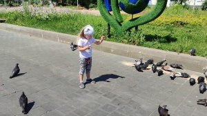 голуби.. Алисия.. июль 2024.