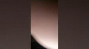 Шефлера и цикламен из семян.