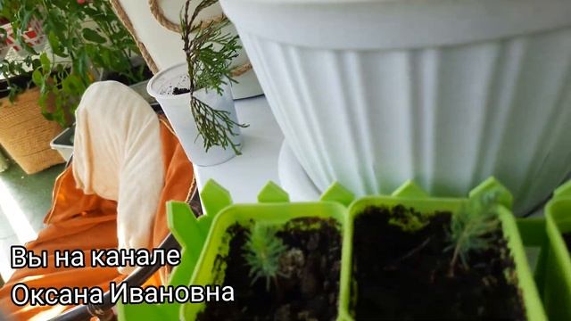 70. Маринованные арбузы. Рецепт. Обзор огорода на лоджии на 1 сентября смотреть онлайн