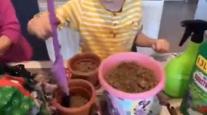 Посадка растений в цветочные горшки