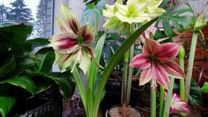 5 Hippeastrum time laps ?Yellow star, Exotis Star, Papilio, Charisma, Spartacus