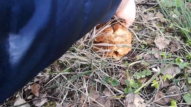 Строчки гигантские 2022. Сезон подходит к концу. Много переростков. смотреть онлайн