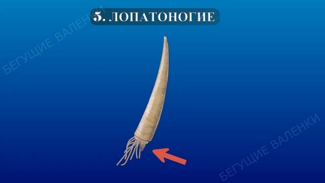 Практическая экология 3 класс. Занятие 3. Какие бывают моллюски.  
Удивительный мир беспозвоночных
