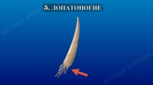 Практическая экология 3 класс. Занятие 3. Какие бывают моллюски.  
Удивительный мир беспозвоночных