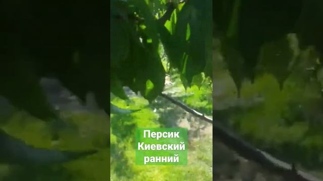 Киевский ранний